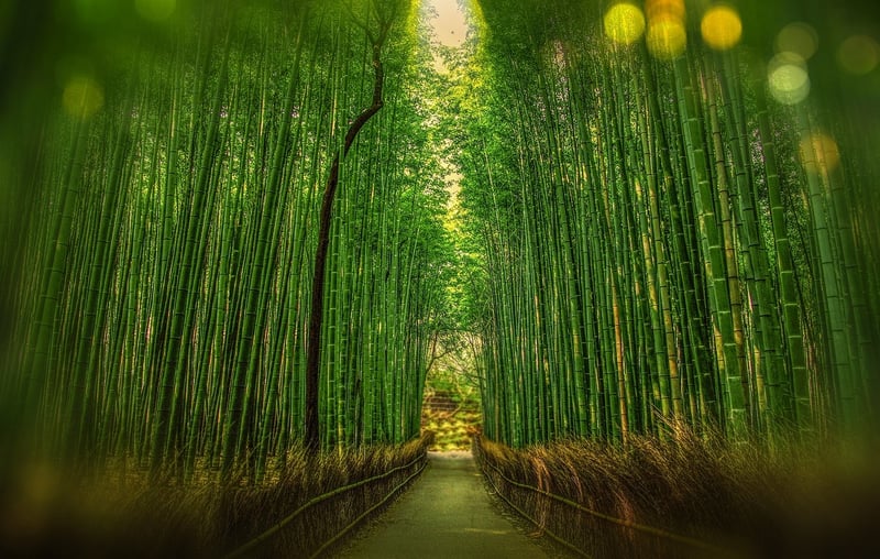Sagano Bamboo Forest, Kyoto
